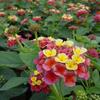 Lantana-
Blooms all summer in full sun.
Can grow up to 28" tall with woodey stems.
Drought tolerant.