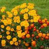 Marigolds-
Bright colors.
Bushy habit.
Great for cutting.
Best in full sun.
Deer resistant.
