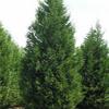 Leyland Cypress - 
A fast growing evergreen.
Grows to 40'. 
Can grow up to 3' a year once roots are established.
Plant in well drained soil.
Can be kept as a smaller hedge with pruning.
Will do best in Sun.