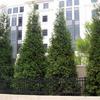 Green Giant Arborvitae-
Evergreen.
Fast growing up to 25'.
Pyramidal habit.
Plant in sun to light shade.
Deer resistant.