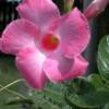 Mandevilla-
A vigorous climber with large showy pink blooms all summer.
Best in full sun.
Allow to dry out in between waterings.
