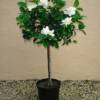 Gardenia-
Glossy green leaves with fragrant white blooms all summer.
Great in a pot outside or indoors.
Best in full sun.
Allow it to dry out in between waterings.
Avaliable in bush and tree form at Jack's.