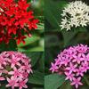 Pentas-
Star shaped clusters of blooms all summer.
Grows to 18" tall.
Plant in full sun.
Drought tolerant.