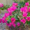 Bougainvillea-
Tropical flower that does great in a pot.
Likes it sunny and hot.
Keep on the dry side.
Showy paper like blooms all summer.