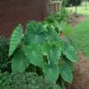 Elephant Ears-
Huge leaves can get up to 3' long and 18" wide.
Great in a pot or in the garden.
Sun or shade.
Keep moist.