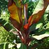 Red Ensete Banana - 
Tropical non fruiting Banana that does great in a pot or in the garden.
Valued for its large red leaves.
Can grow up to 8' in one season.
Sun or part shade.
