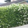 Japanese Privet-
Evergreen.
Grows to 12'.
Grows 8" + per yr.
Can easily be kept smaller.
White blooms in spring.
Plant in sun to light shade.
Good deer resistance.