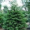 Norway Spruce-
Large growing evergreen.
Grows 30 to 60' tall.
Pyramidal habit.
Best in full sun and well drained soil.
Deer resistant.