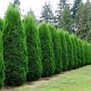 Emerald Green Arborvitae-
Pyramidal evergreen that grows 8 to 10' tall.
Great for a screen or living fence.
Plant in sun to light shade 