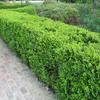 Korean Boxwood-
Dense medium growing evergreen,
Grows to 36" tall and wide.
Easily pruned to any size.
great for a foundation or low hedge.
Sun to part shade.
Deer Resistant.