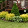 Gold Mound Spirea -
Deciduous shrub that grows to 30" tall and wide.
Bright gold foliage all summer.
Pink blooms in summer.
Red fall color.
Full sun to light shade.
Good deer resistance.