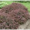 Royal Burgundy Barberry-
Dark red foliage spring to fall.
Grows to 36".
Can be pruned to any size.
Deciduous.
Best in full sun.
Deer resistant.